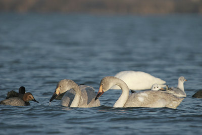 BUITEN BEELD Foto: 5511