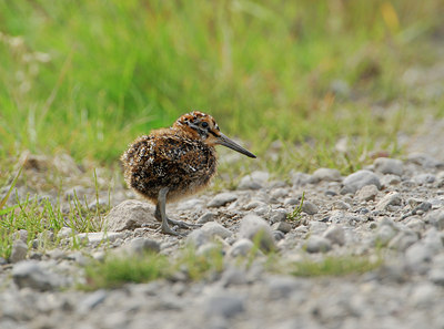 BUITEN BEELD Foto: 5543