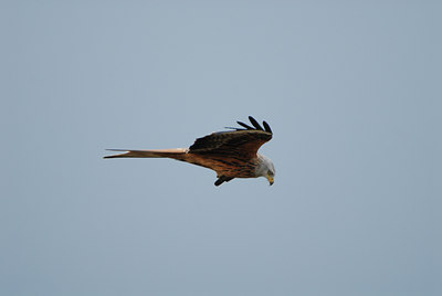 BUITEN BEELD Foto: 5567