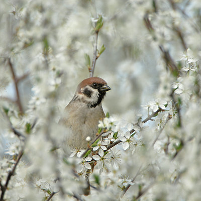 BUITEN BEELD Foto: 5581