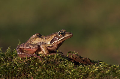 BUITEN BEELD Foto: 5602