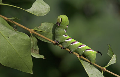 BUITEN BEELD Foto: 5606