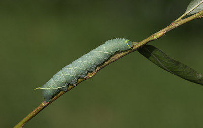 BUITEN BEELD Foto: 5609