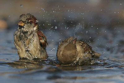 BUITEN BEELD Foto: 5622