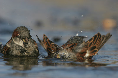 BUITEN BEELD Foto: 5625