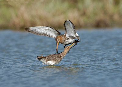 BUITEN BEELD Foto: 5634