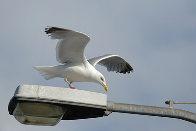 BUITEN BEELD Foto: 5662