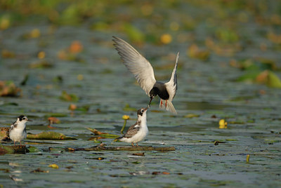 BUITEN BEELD Foto: 5663