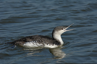 BUITEN BEELD Foto: 5665