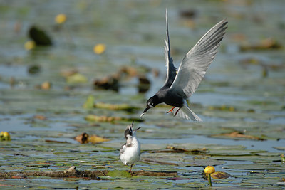 BUITEN BEELD Foto: 5670