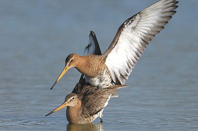 BUITEN BEELD Foto: 5677