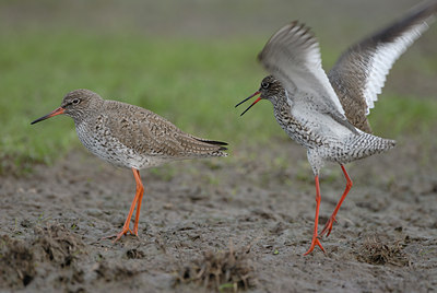 BUITEN BEELD Foto: 5739