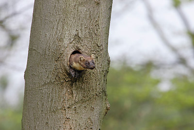 BUITEN BEELD Foto: 5786