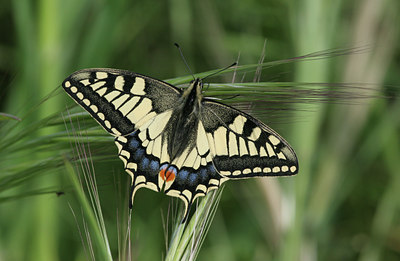 BUITEN BEELD Foto: 5798