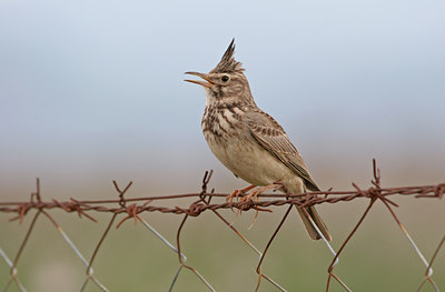 BUITEN BEELD Foto: 5809