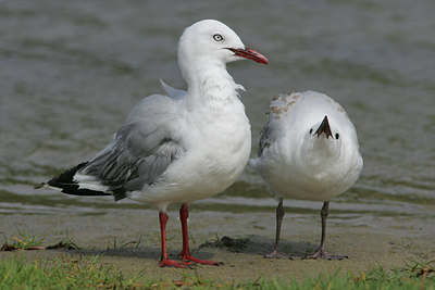 BUITEN BEELD Foto: 5820