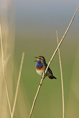 BUITEN BEELD Foto: 5901