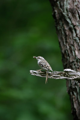 BUITEN BEELD Foto: 5907