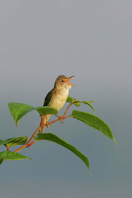BUITEN BEELD Foto: 5910