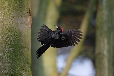BUITEN BEELD Foto: 5915