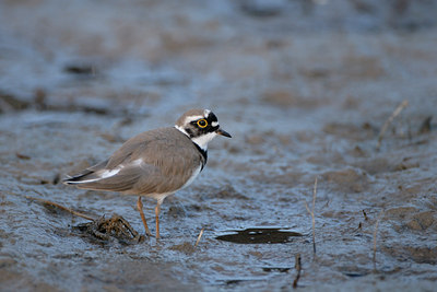 BUITEN BEELD Foto: 5917