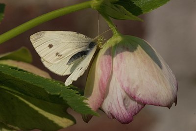 BUITEN BEELD Foto: 5936