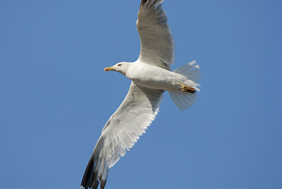 BUITEN BEELD Foto: 5939