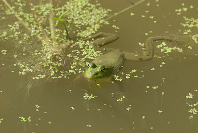 BUITEN BEELD Foto: 5967