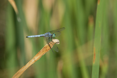 BUITEN BEELD Foto: 5968