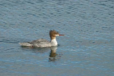 BUITEN BEELD Foto: 5969