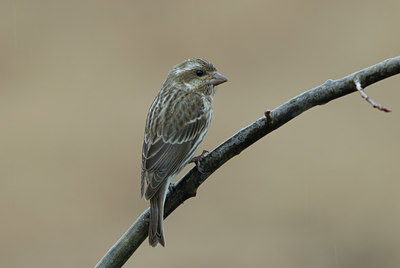 BUITEN BEELD Foto: 5979