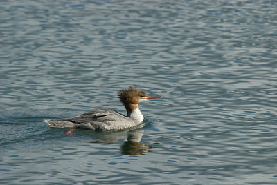 BUITEN BEELD Foto: 5984