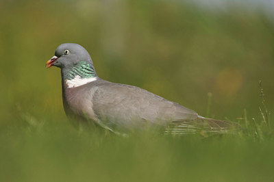 BUITEN BEELD Foto: 59010