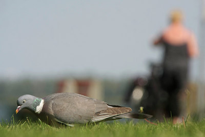 BUITEN BEELD Foto: 59015