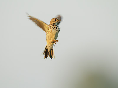 BUITEN BEELD Foto: 59017