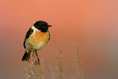 BUITEN BEELD Foto: 59020