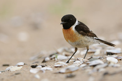 BUITEN BEELD Foto: 59023