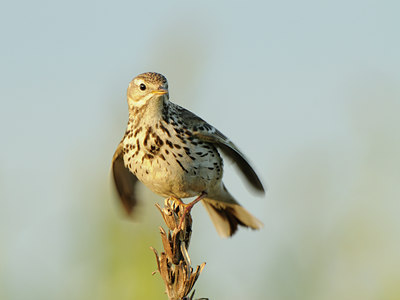 BUITEN BEELD Foto: 59029