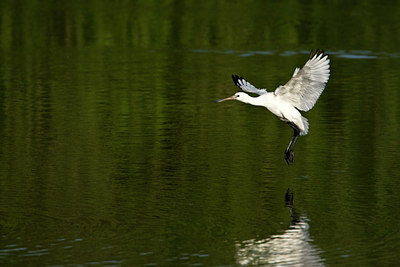 BUITEN BEELD Foto: 59043