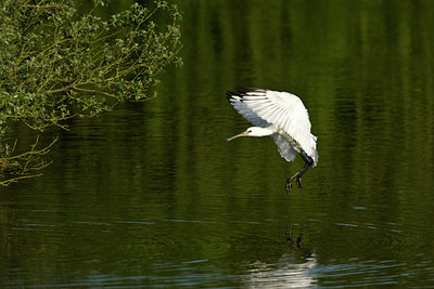 BUITEN BEELD Foto: 59052