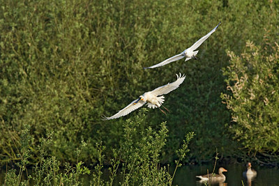 BUITEN BEELD Foto: 59071