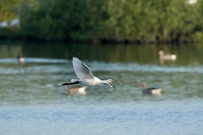 BUITEN BEELD Foto: 59077