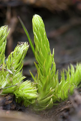 BUITEN BEELD Foto: 59094