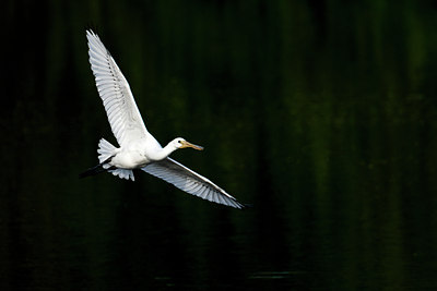 BUITEN BEELD Foto: 59095