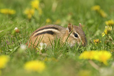 BUITEN BEELD Foto: 59104