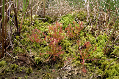 BUITEN BEELD Foto: 59108