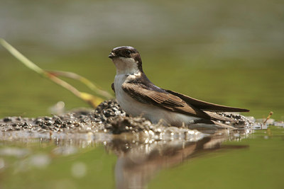 BUITEN BEELD Foto: 59115