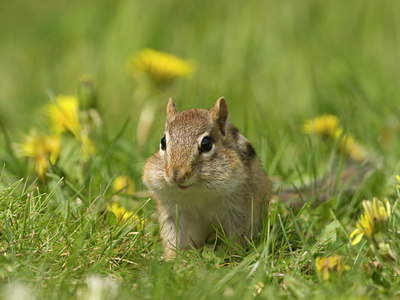 BUITEN BEELD Foto: 59158