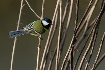 BUITEN BEELD Foto: 59170