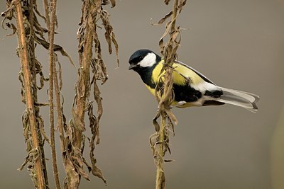BUITEN BEELD Foto: 59171